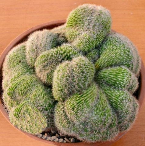 Echinopsis_forma_cristata